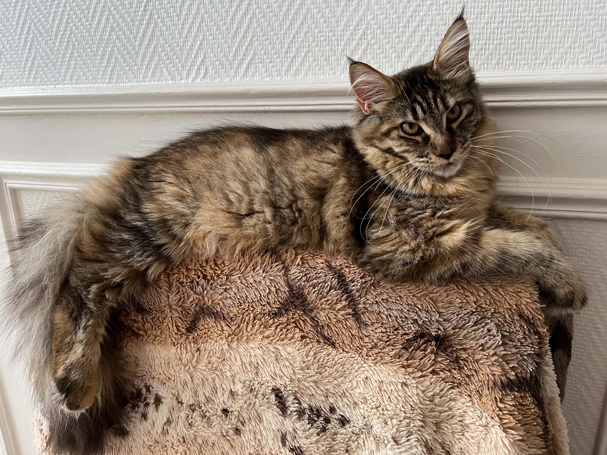 Baya